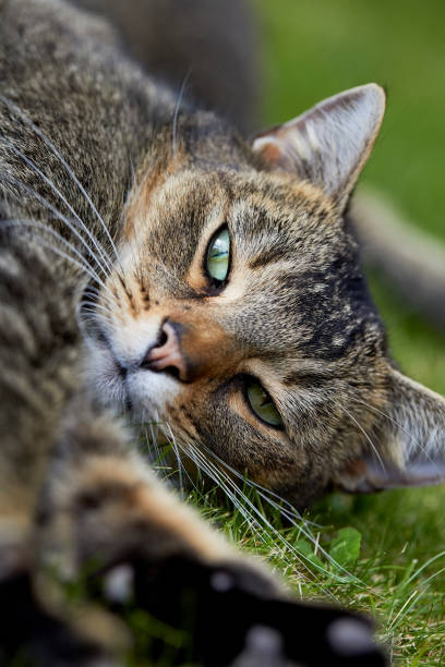 istock Little cat lying on the grass 858436640