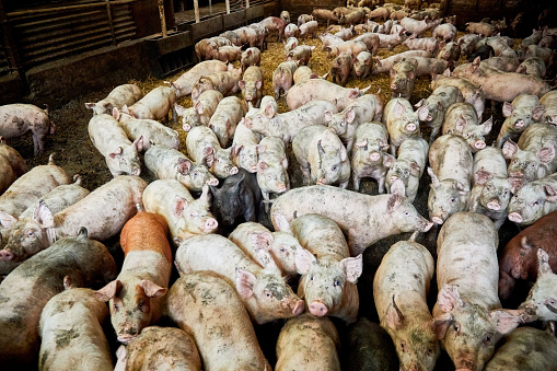 Group of piglets inside pig sty at farm