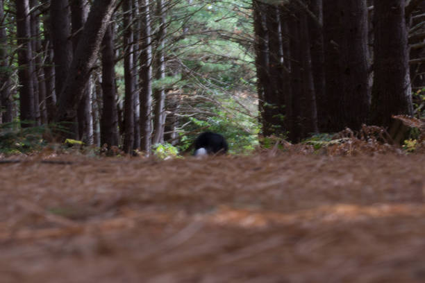 istock dog in distance 858437294