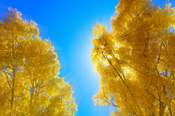 Autumn scene: Sunbeam shining through 2 brilliant yellow aspen trees, with vibrant blue sky and copy space. Shot in the Sangre de Cristo Mountains above Santa Fe, NM.