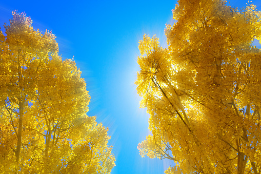 Autumn scene: Sunbeam shining through 2 brilliant yellow aspen trees, with vibrant blue sky and copy space. Shot in the Sangre de Cristo Mountains above Santa Fe, NM.