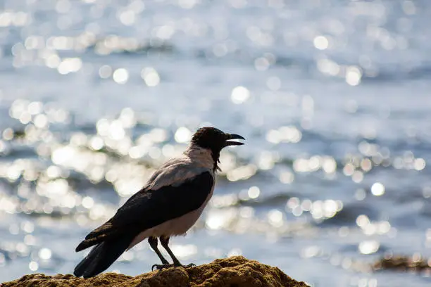 Silhouette black and gray bird like crow on beach near sea. Silhouette Corvus cornix bird, hooded crow, hoodie, Scotch crow, Danish crow, grey crow, mist crow, NebelkrÃhe