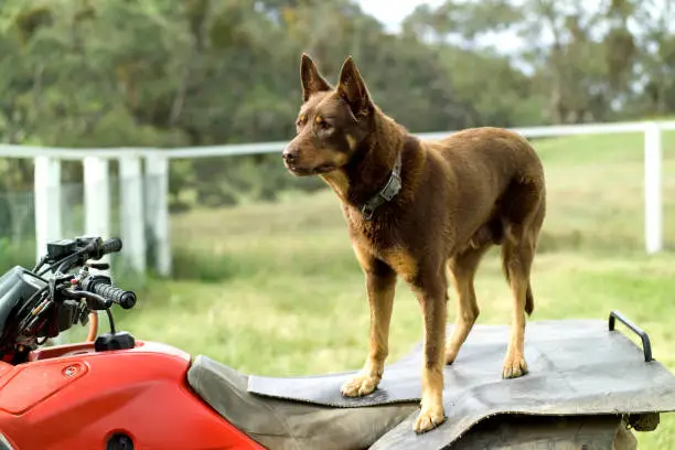 red kelpie sheep dog is successful at mustering sheep