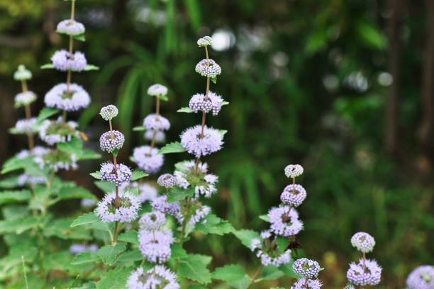 Mentha pulegium Mentha pulegium
 mentha pulegium stock pictures, royalty-free photos & images