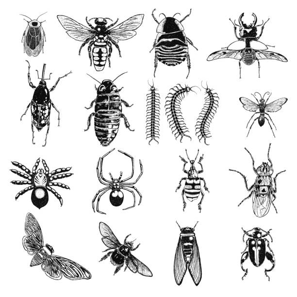 Insect stipple drawing set isolated. Insects and bugs collection in trendy embroidery stippling and hatching, shading style. Vector. Vector. cicada stock illustrations