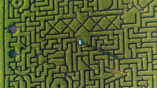 The huge Halloween's Corn Maze in Pennsylvania, Poconos Region. Directly above aerial drone video