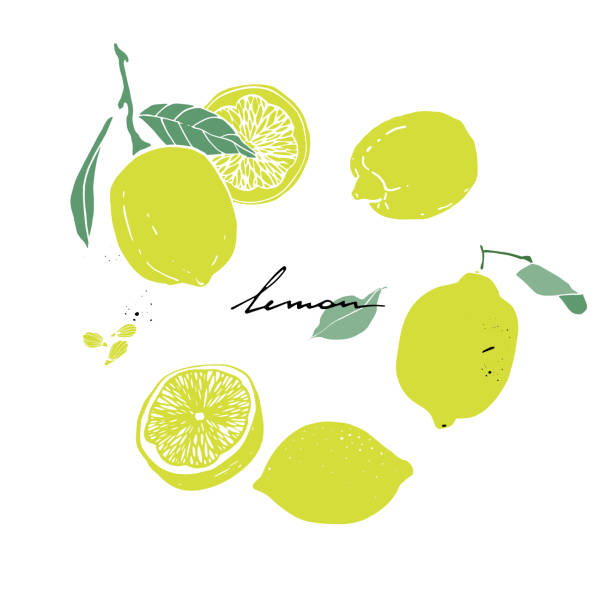 лимон, лист, ломтик и лимонное семя. нарисованный вручную набор. - lime juice illustrations stock illustrations