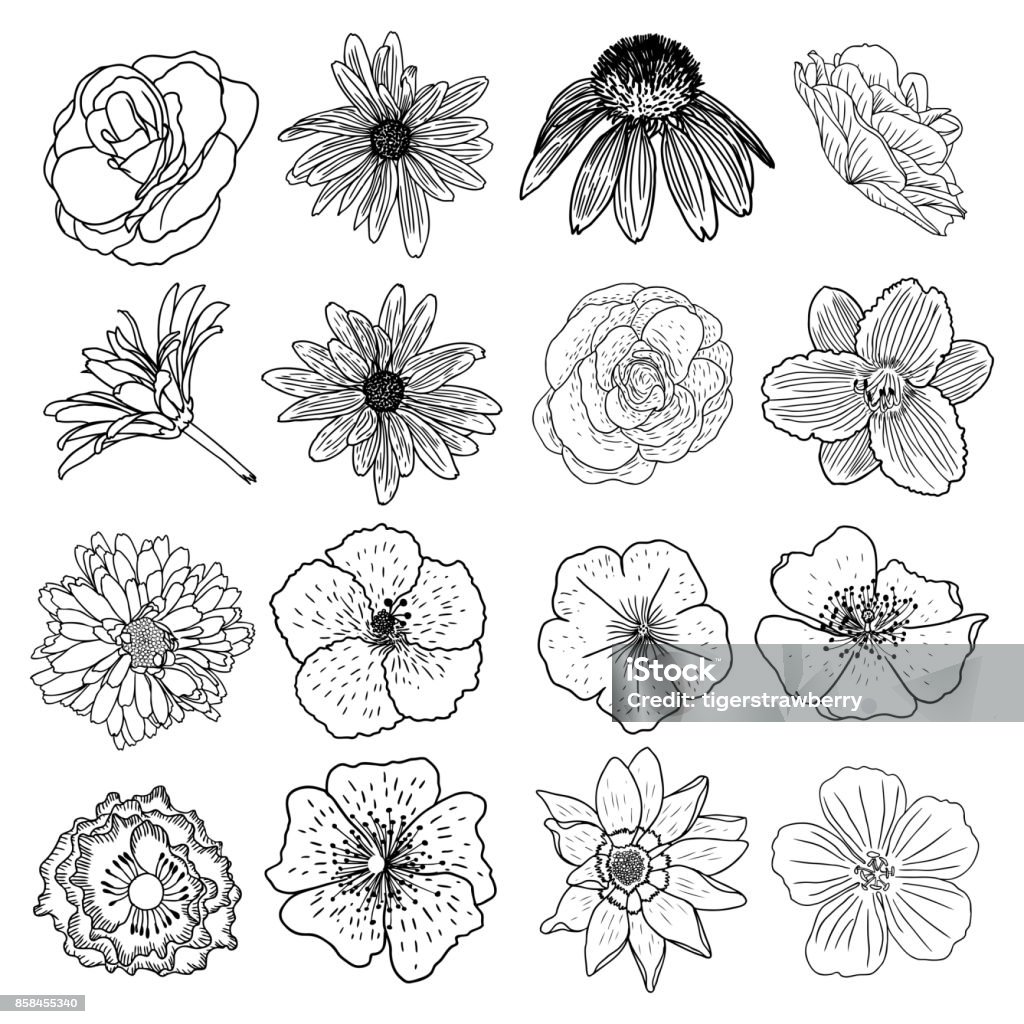 Vector set of flowers, black and white collection of hand drawn floral elements. Vector. Canada stock vector