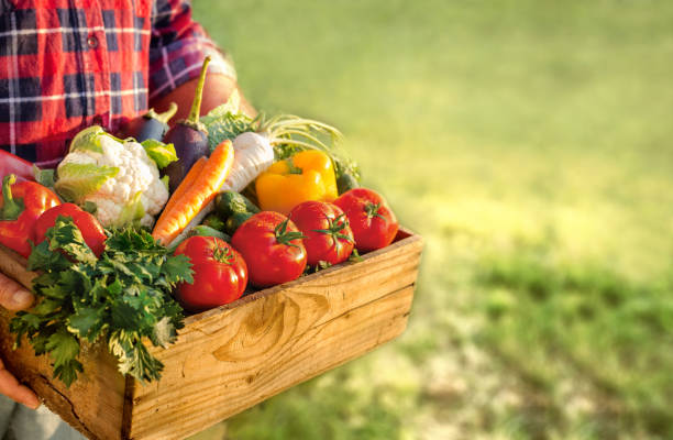 Farmer with vegetables stock photo