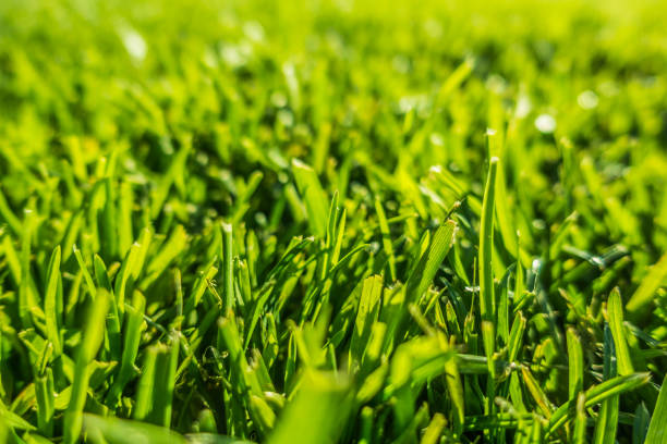 istock Close-up of Grass Field 858459488