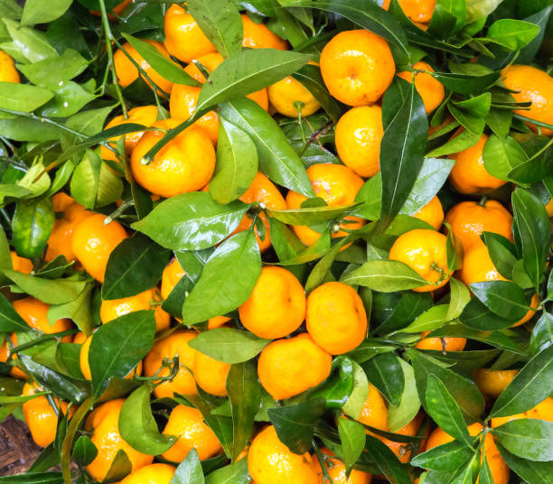 istock Ripe tangerine fruits background. 858468720