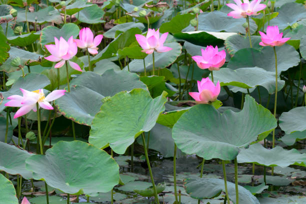 The lotus ponds in peaceful and quiet countryside The lotus ponds in peaceful and quiet countryside. This is the flower of the Buddha and is useful for human food summer flower lake awe stock pictures, royalty-free photos & images