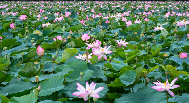The lotus ponds in peaceful and quiet countryside The lotus ponds in peaceful and quiet countryside. This is the flower of the Buddha and is useful for human food summer flower lake awe stock pictures, royalty-free photos & images
