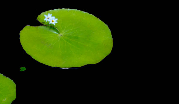istock White wildflowers grow along lily lakes 858469358