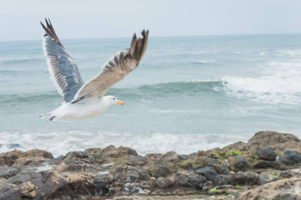 Seagull Flying at the Ocean Shore