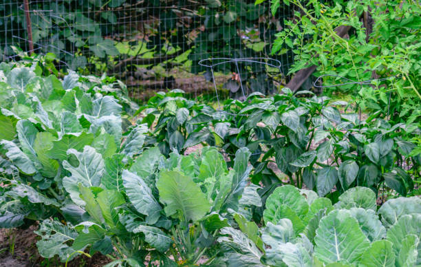 Southern Vegetable Garden Closeup view of rows of vegetables in garden includes collards, peppers, and tomatoes inside a wire fence. tomato cages stock pictures, royalty-free photos & images