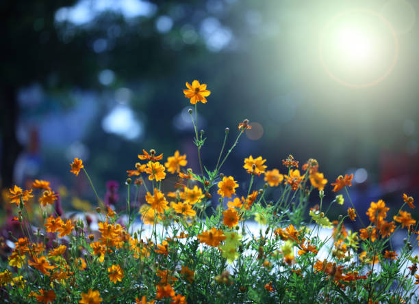 Yellow flowers in sunlight