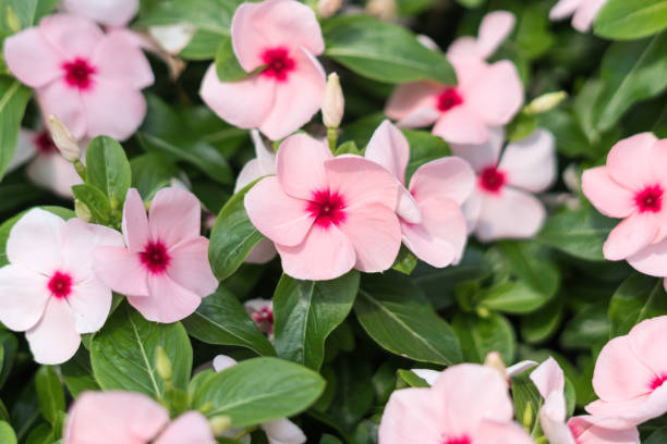 fiori rosa - potted plant hibiscus herb beauty in nature foto e immagini stock