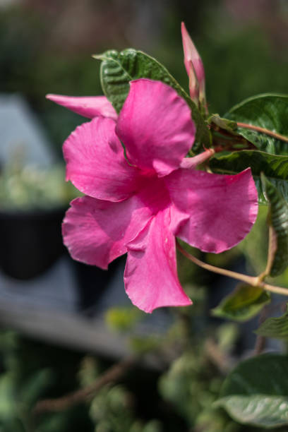 bellissimo fiore rosa - potted plant hibiscus herb beauty in nature foto e immagini stock