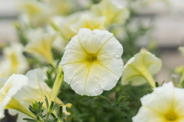 bellissimo fiore giallo e bianco - potted plant hibiscus herb beauty in nature foto e immagini stock