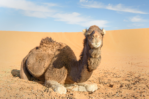 Wadi Rum, known also as the Valley of the Moon , is a valley cut into the sandstone and granite rock in southern Jordan