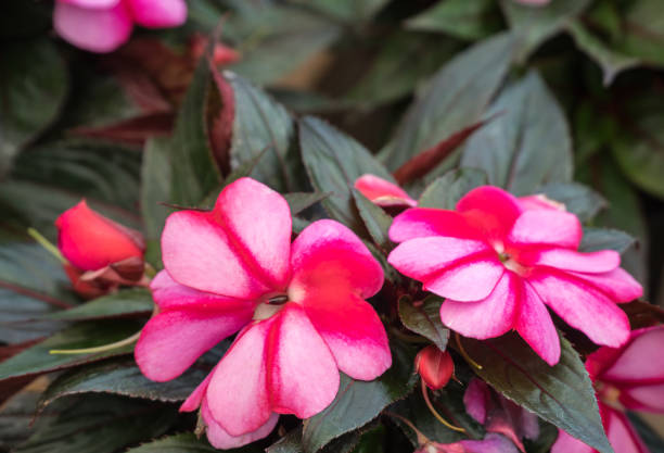 fiore rosa e rosso - potted plant hibiscus herb beauty in nature foto e immagini stock