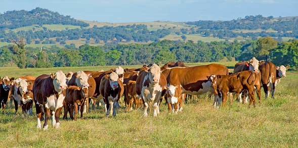 Hereford cattle are one of the main breed of cattle grown in Australia.