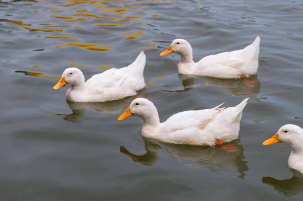 istock White duck swimming in the lake 858478960