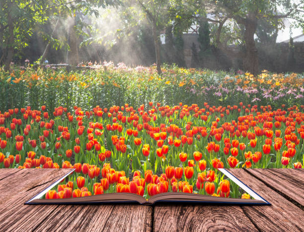 istock Open book image of Red beautiful tulips field on morning 858479008