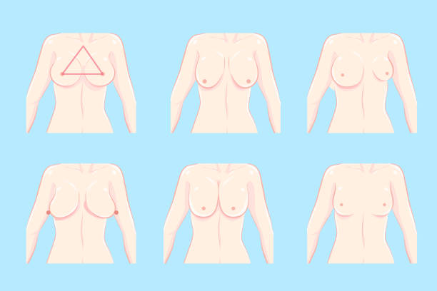 cartoon different chest shape cartoon different chest shape on the blue background bare bosom pic stock illustrations