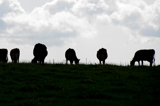 Hermosa vista con siluetas de vacas en la naturaleza nórdica y la luz nórdica photo