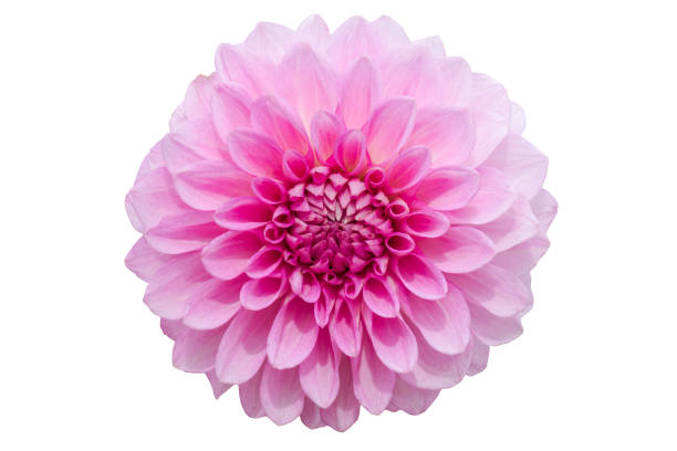istock Flower isolated on white background with clipping path by Macro lens . 858485742