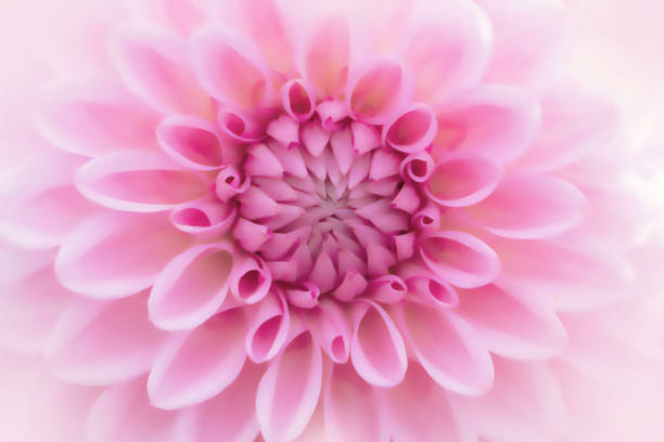istock Textures  flower close-up detail  by Macro lens . 858485768