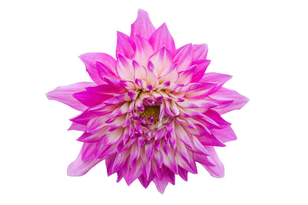 istock Flower isolated on white background with clipping path by Macro lens . 858485776