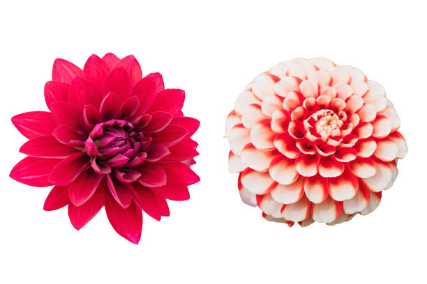 istock Flower isolated on white background with clipping path by Macro lens . 858485824