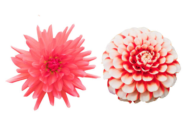 istock Flower isolated on white background with clipping path by Macro lens . 858485828