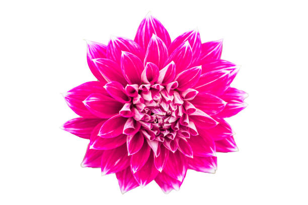 istock Flower isolated on white background with clipping path by Macro lens . 858485888