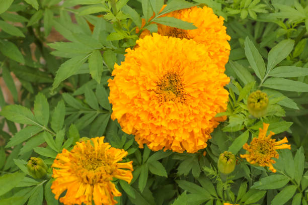 istock Marigold flower blooming in the garden. 858486220