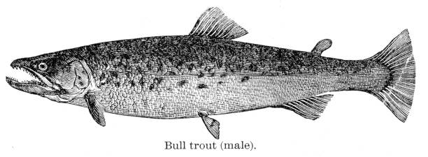 bull 송어 물고기 조각 1893 - bull trout stock illustrations