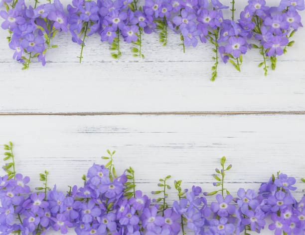 istock Purple flowers on white wood background 858494010