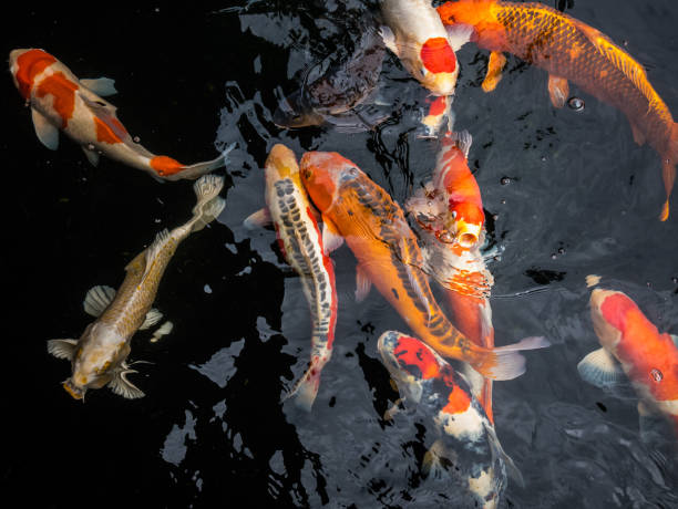 istock Colorful koi fish in the 