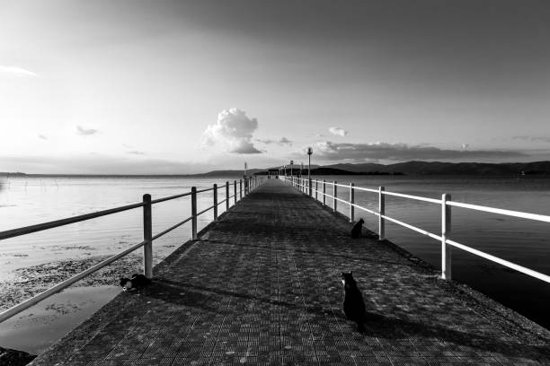 istock Some cats on a pier on a lake with long sunset shadows 858499030