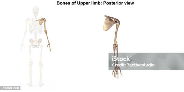 Bones Of The Upper Limb Posterior View Stock Photo - Download Image Now -  Elbow, Bone, Diagram - iStock