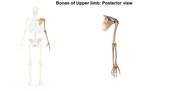 kości kończyny górnej _posterior widok - ulna one person concepts rear view zdjęcia i obrazy z banku zdjęć