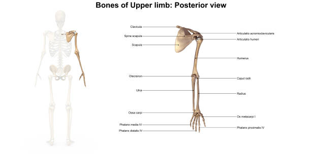 kości kończyny górnej _posterior widok - ulna one person concepts rear view zdjęcia i obrazy z banku zdjęć