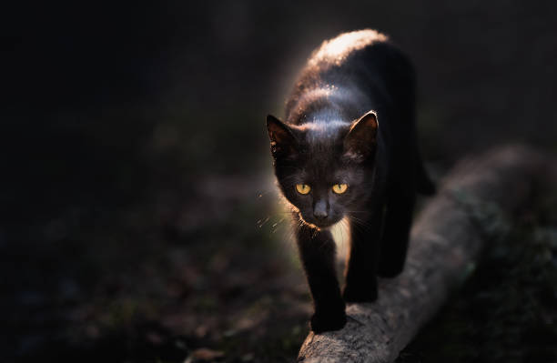 Silhouette of a cat sitting on the fence durring sunset or sunrise