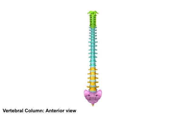 позвоночного столба передний вид - back rear view pain physical injury стоковые фото и изображения