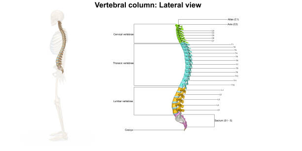 vertebral column lateral view stock photo