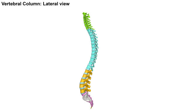 widok boczny kręgosłupa - sacrum zdjęcia i obrazy z banku zdjęć
