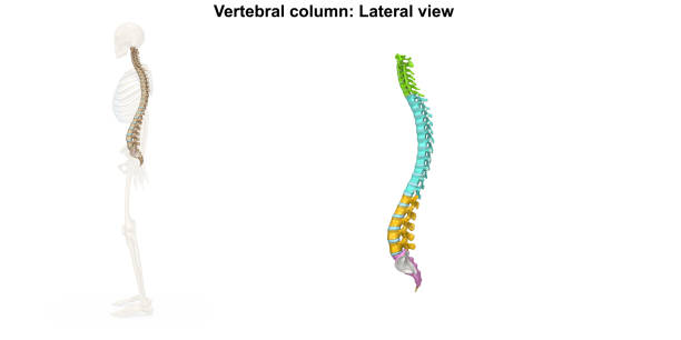 боковой вид позвоночного столба - back rear view pain physical injury стоковые фото и изображения